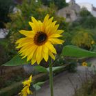 Sonnenblume in traumhafter Landschaft