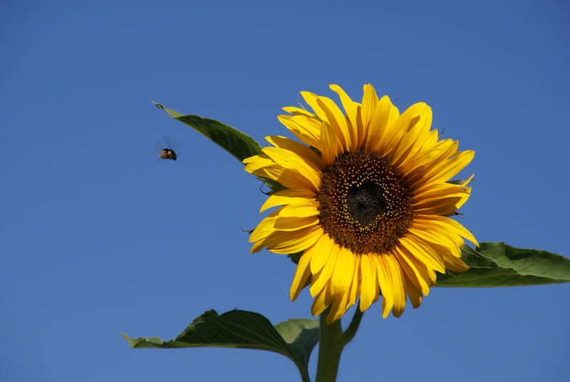 Sonnenblume in Ungarn