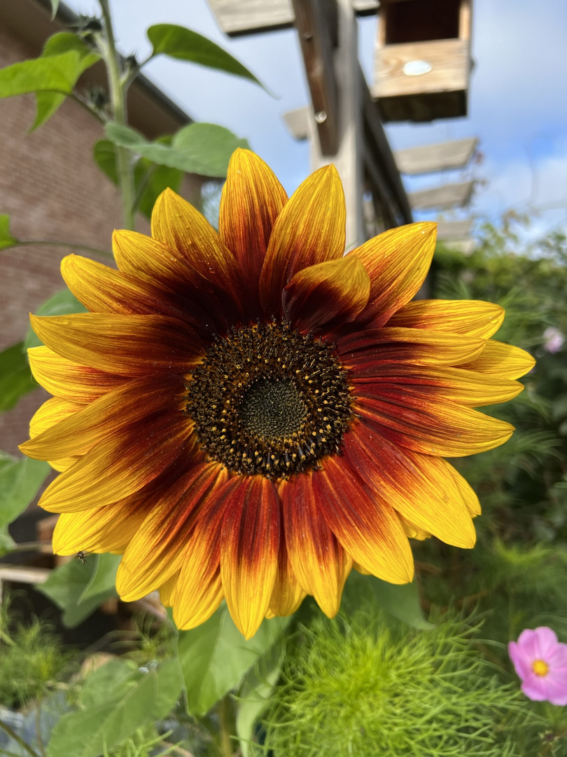 Sonnenblume in unserem Garten