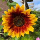 Sonnenblume in unserem Garten