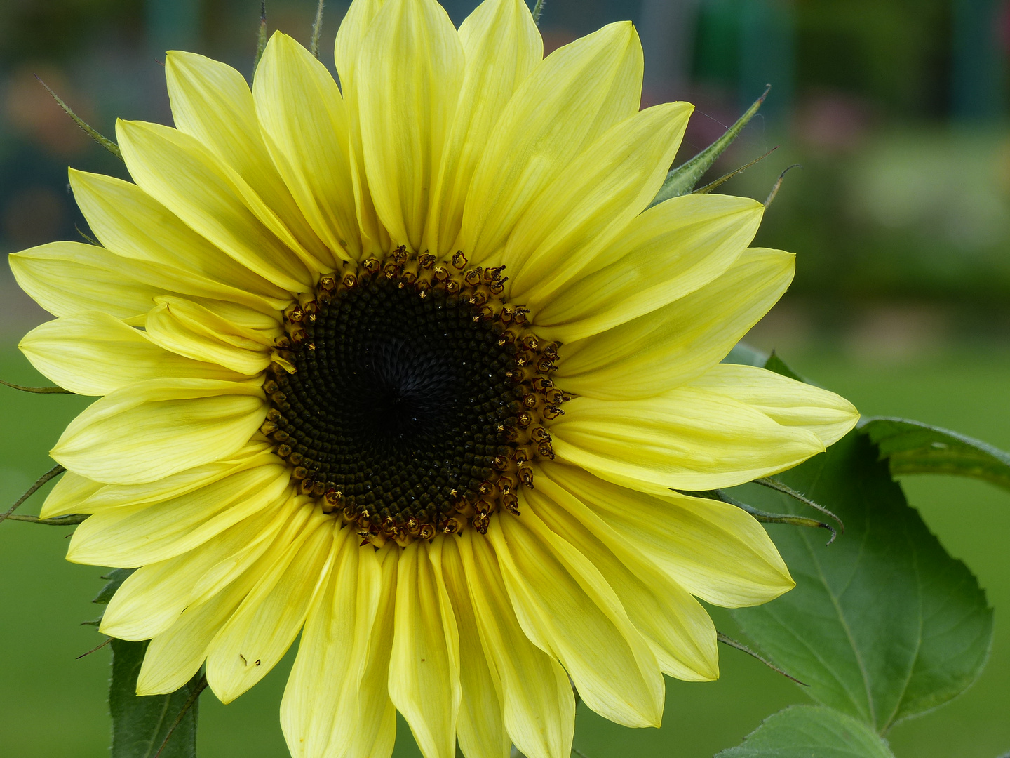 Sonnenblume in unseren Garten