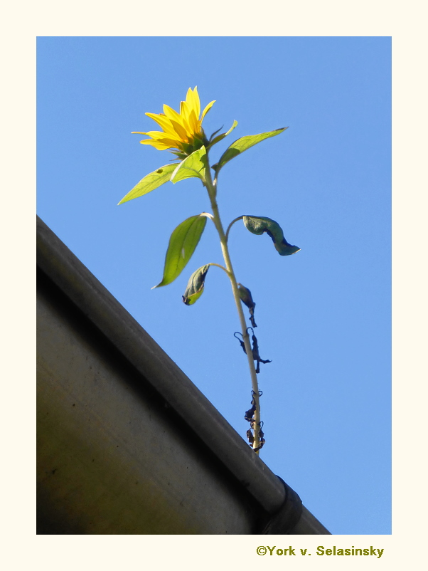 Sonnenblume in unserer Dachrinne.