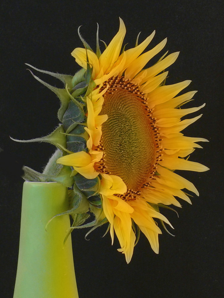 Sonnenblume In Vase