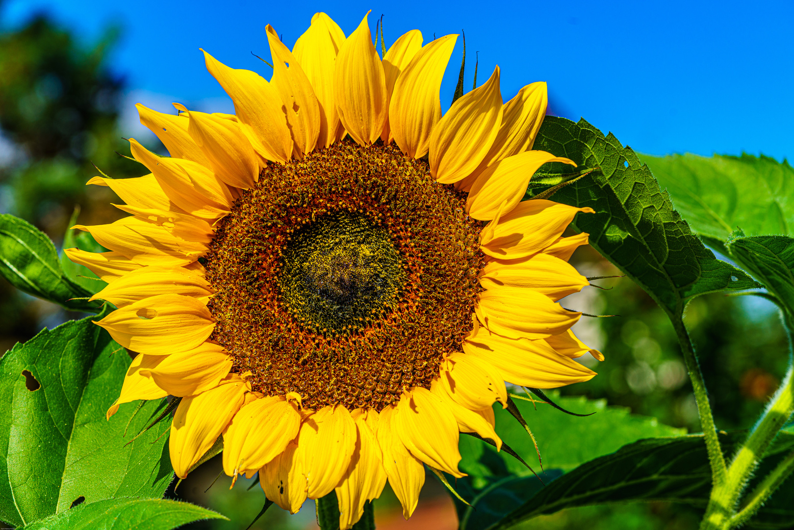 Sonnenblume in voller Blüte