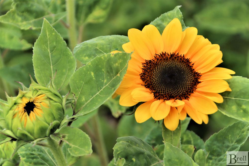 Sonnenblume in voller Blüte