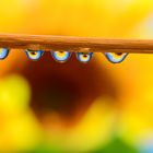 Sonnenblume in Wassertropfen 