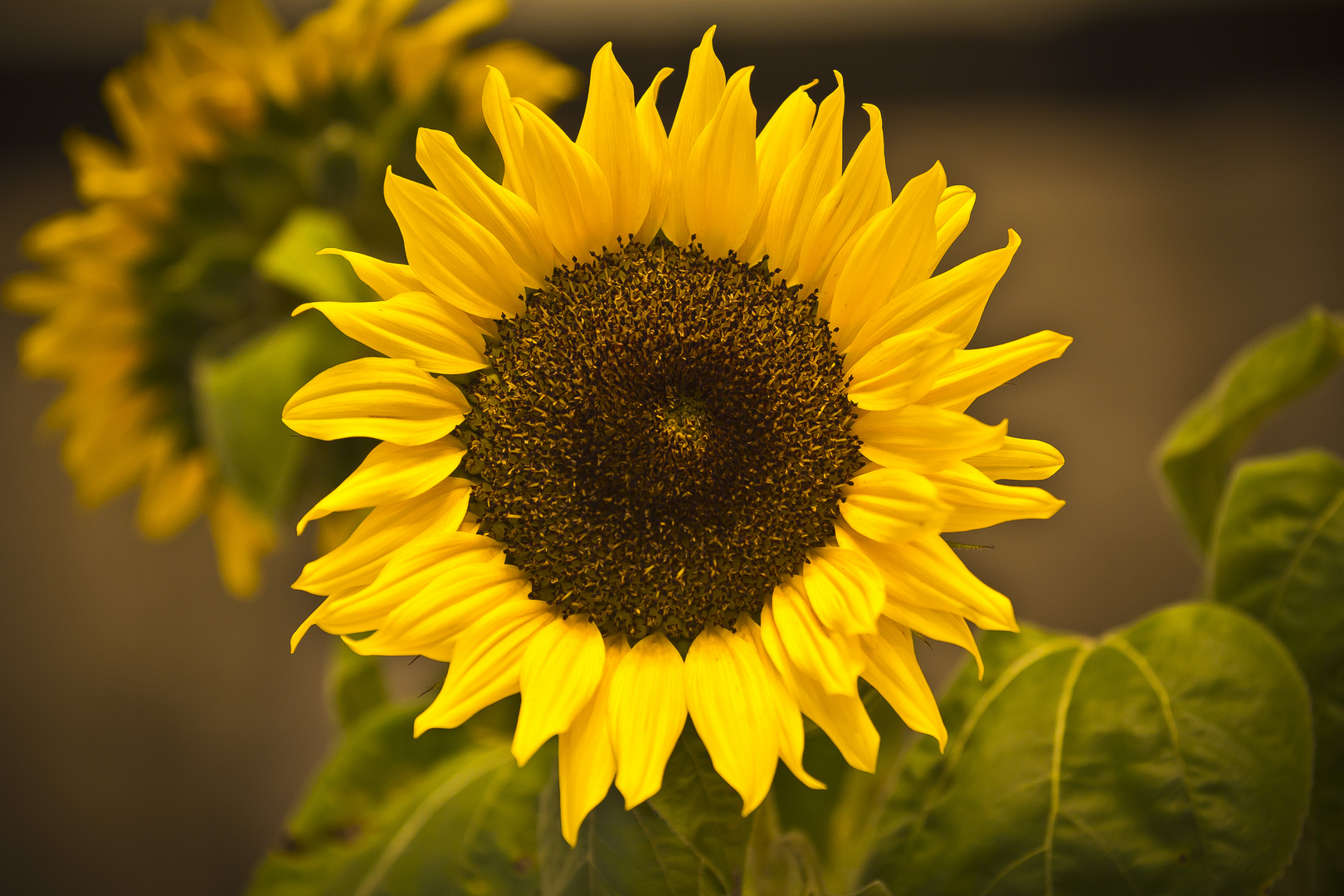 Sonnenblume, Indoor