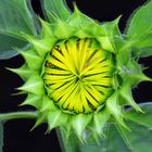  Sonnenblume - Interlaced