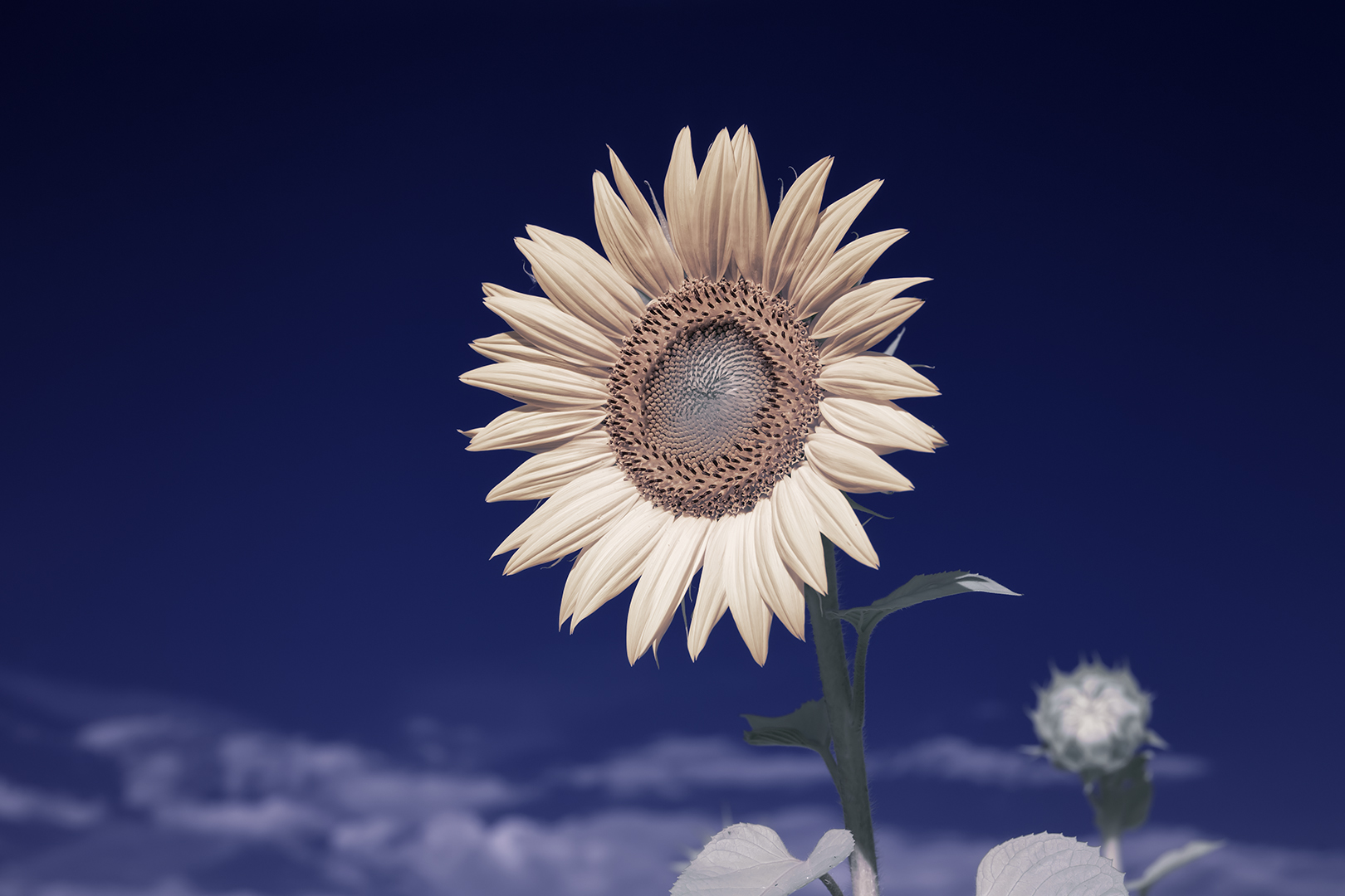 Sonnenblume [IR]