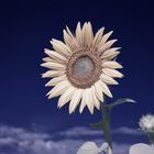 Sonnenblume [IR]