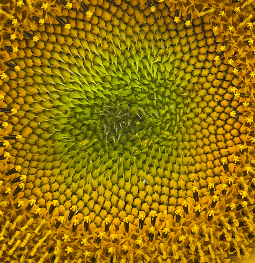 Sonnenblume Kernspirale