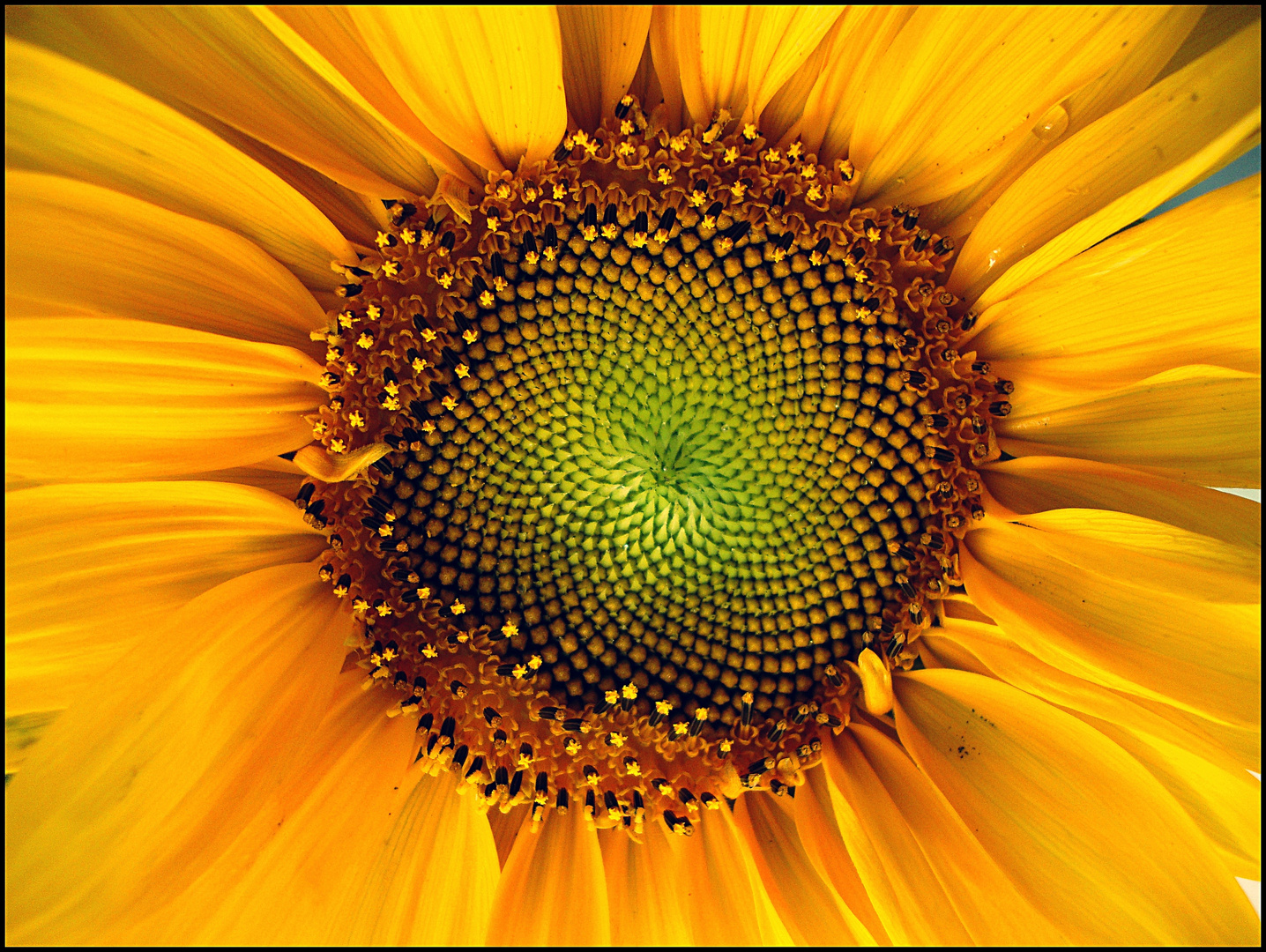 Sonnenblume (kleine Sonne)