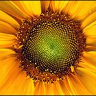 Sonnenblume (kleine Sonne)