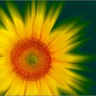 Sonnenblume kreativ