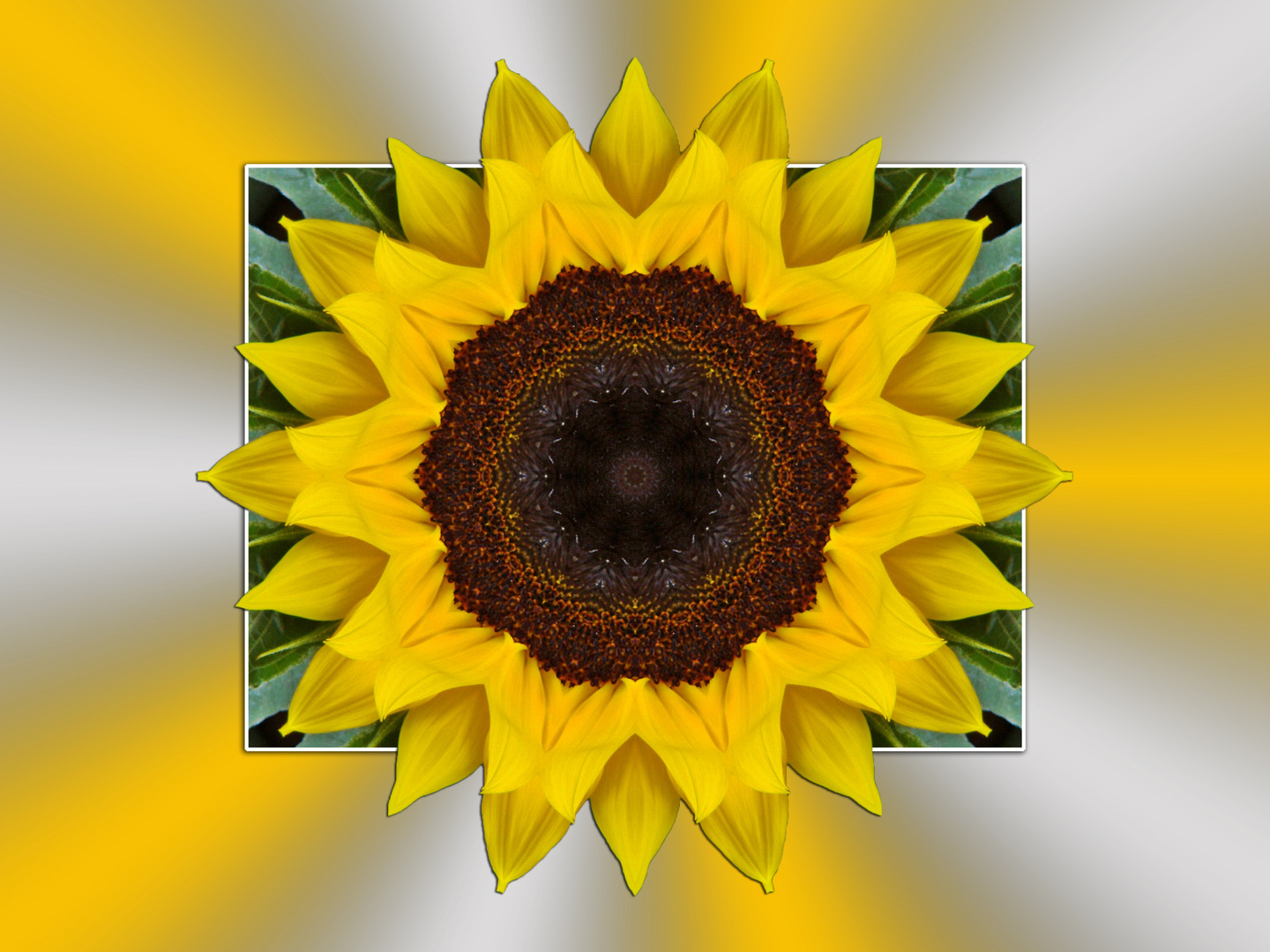 Sonnenblume kreativ