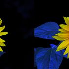 Sonnenblume - Kreuzblick Stereos