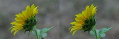 Sonnenblume - Kreuzblick Stereos