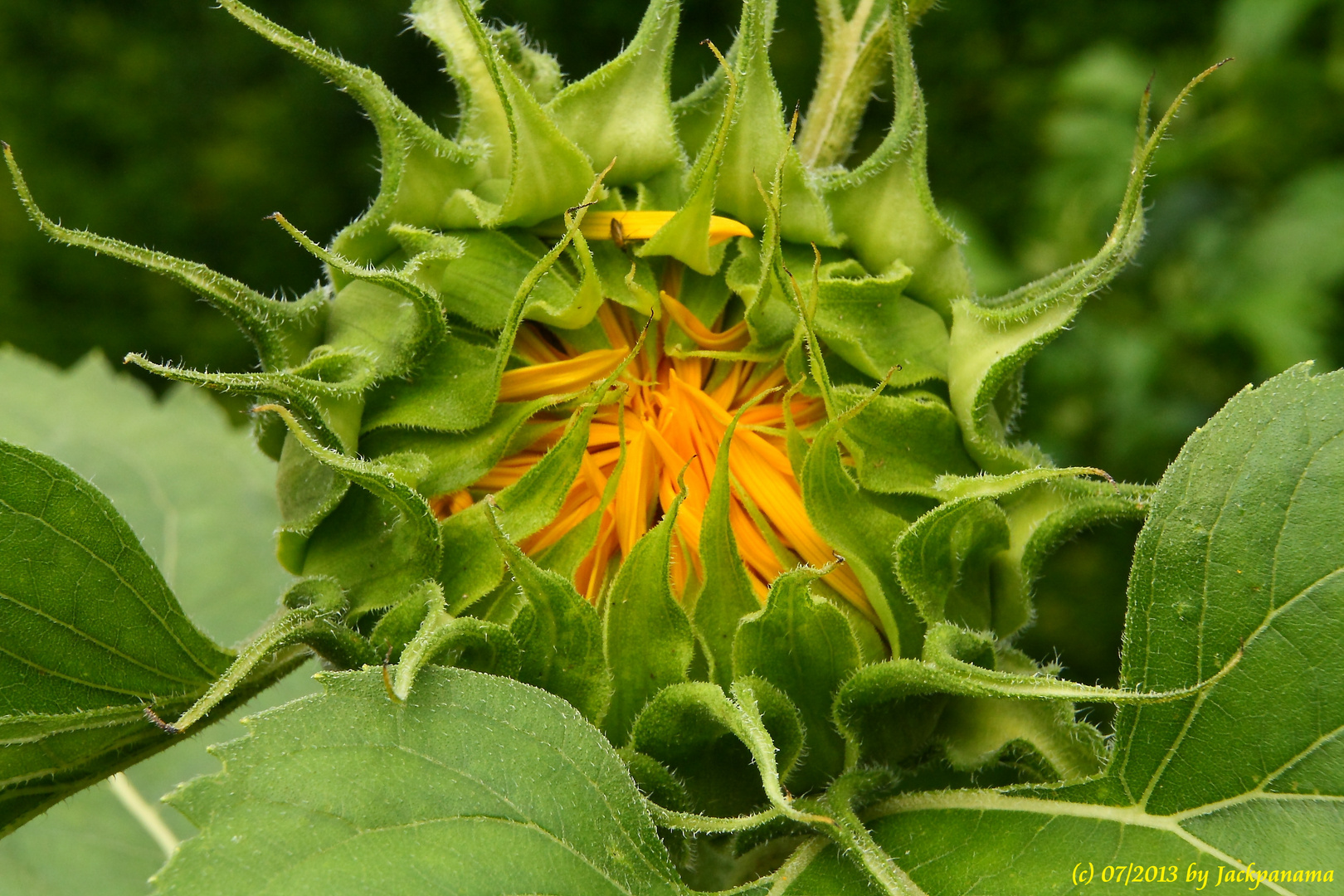 Sonnenblume kurz vor dem Aufblühen