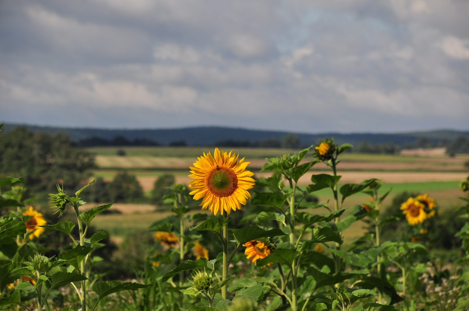 Sonnenblume "leuchtet" in der Landschaft