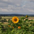 Sonnenblume "leuchtet" in der Landschaft