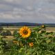 Sonnenblume "leuchtet" in der Landschaft