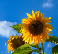 Sonnenblume - LGS Bad Dürrenberg 2024 (07)
