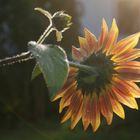 Sonnenblume - mal anders...