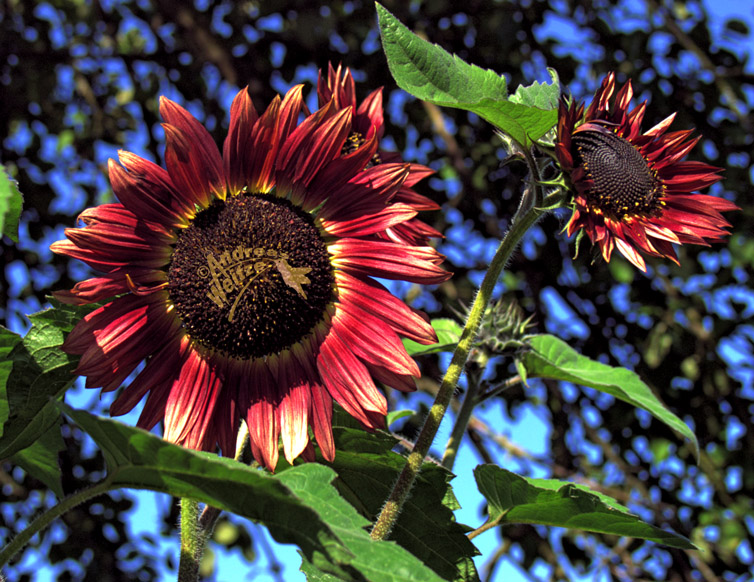 Sonnenblume, mal eine ganz edle Variante ...