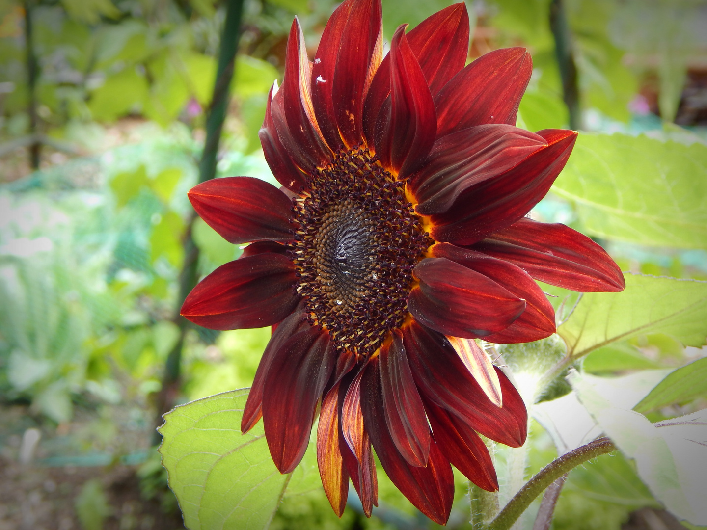 Sonnenblume mal in anderer Farbe