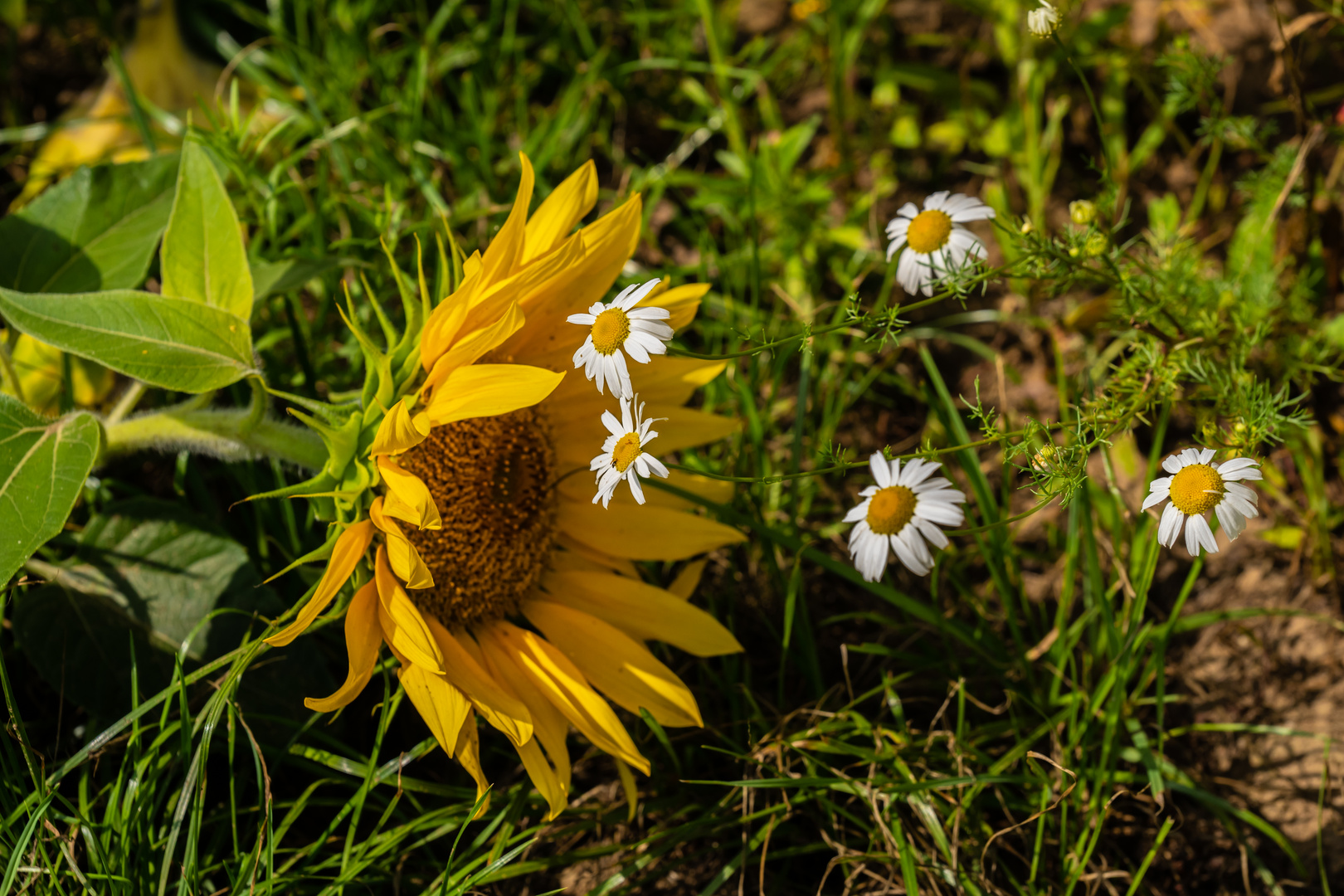 Sonnenblume meets Margeriten DSC08491RAW