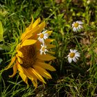 Sonnenblume meets Margeriten DSC08491RAW