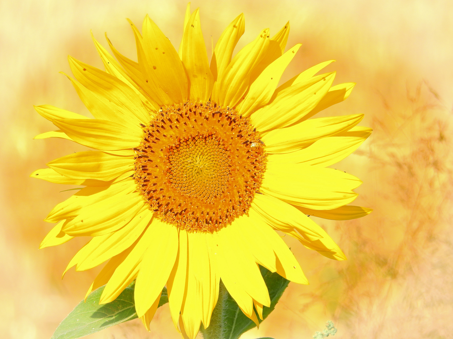 Sonnenblume - mein Mittwochsblümchen