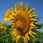 Sonnenblume mit 2 Bienen