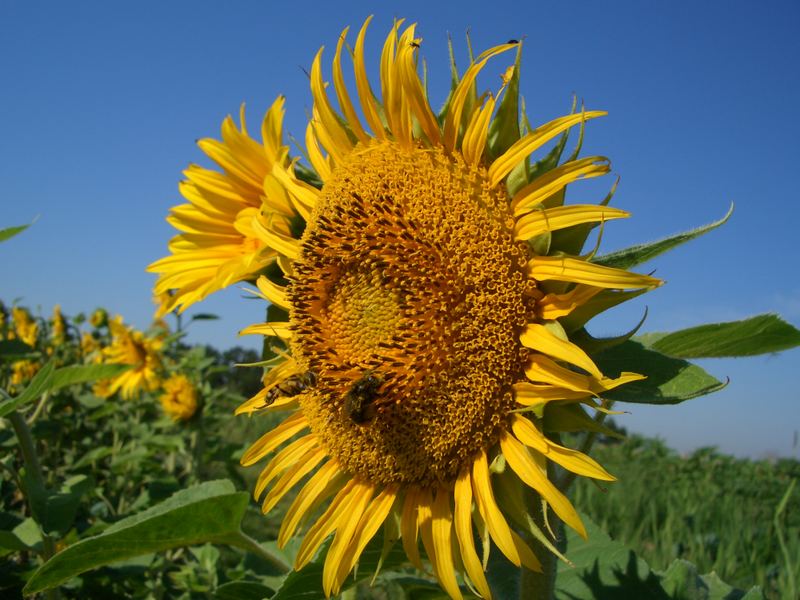 Sonnenblume mit 2 Bienen