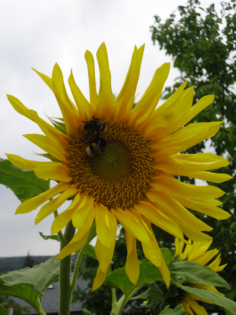 Sonnenblume mit 2 Hummeln