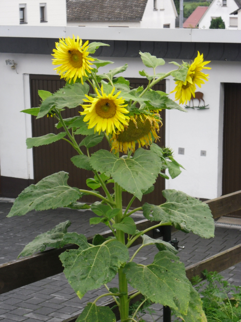 Sonnenblume mit 2 Meter Höhe