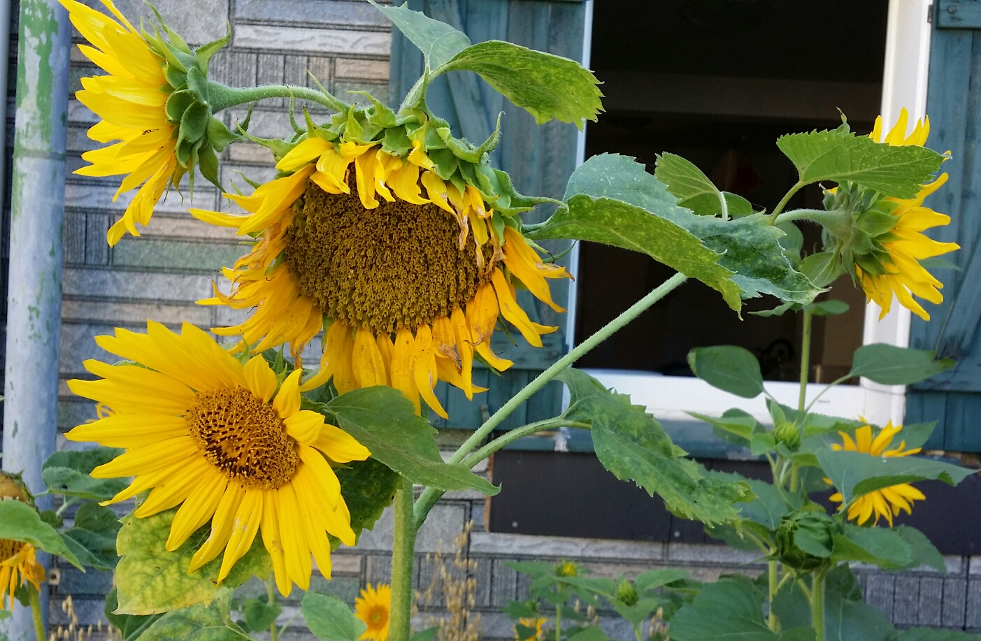 Sonnenblume mit 4 Blüten Foto & Bild pflanzen, pilze & flechten