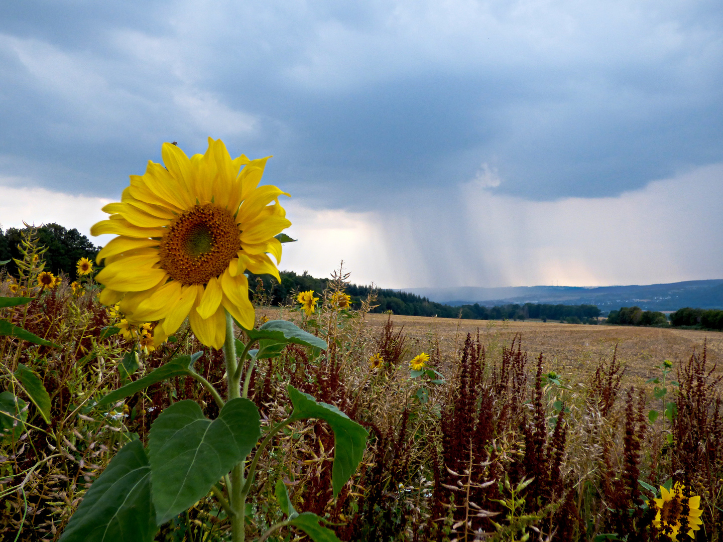 Sonnenblume mit....