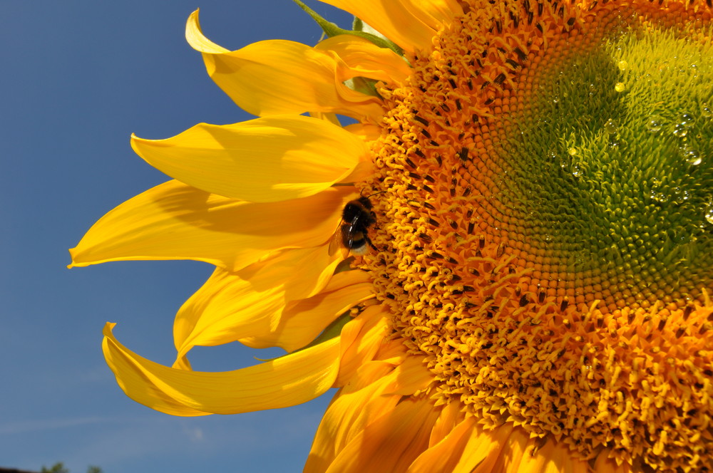 Sonnenblume mit Besuch