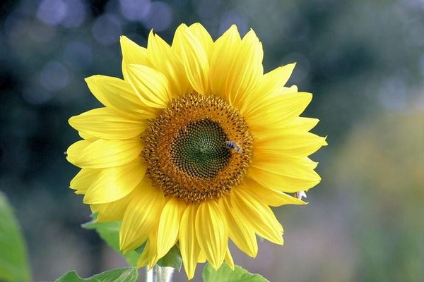 Sonnenblume mit Besuch