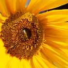 Sonnenblume mit Besuch