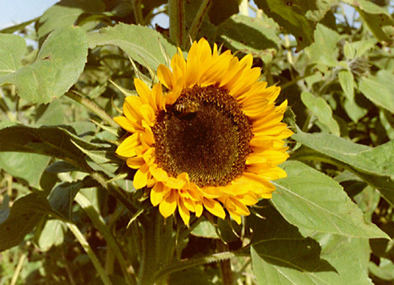 Sonnenblume mit Besuch