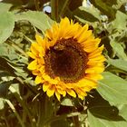 Sonnenblume mit Besuch