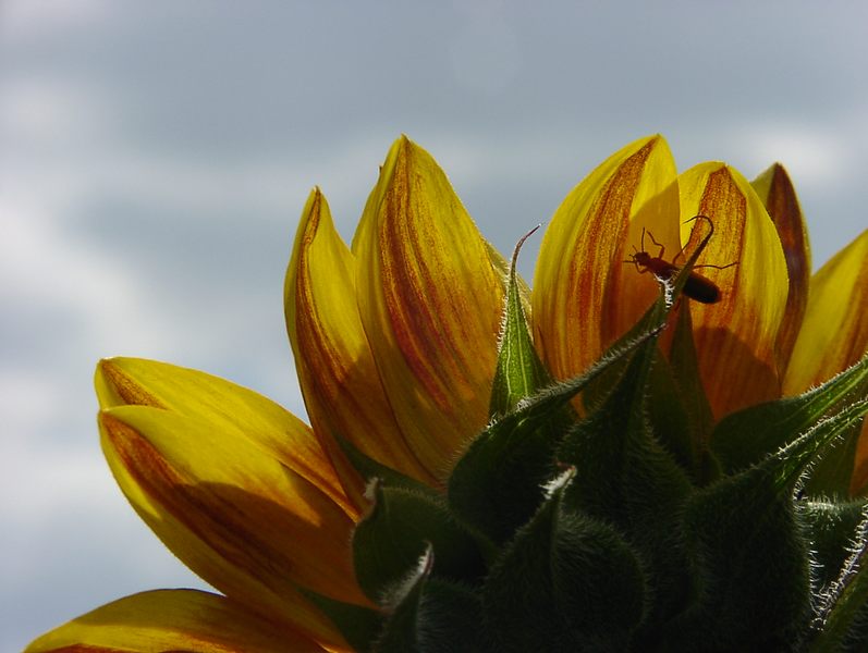 Sonnenblume mit Besuch