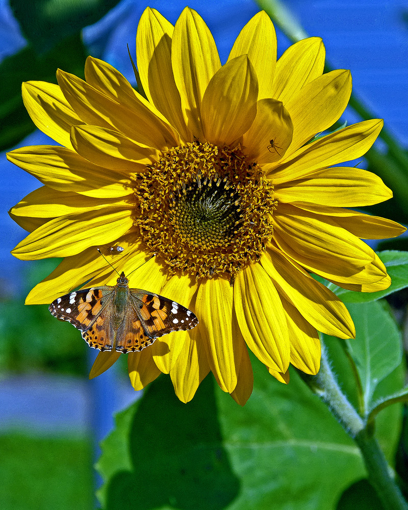 Sonnenblume mit Besuch