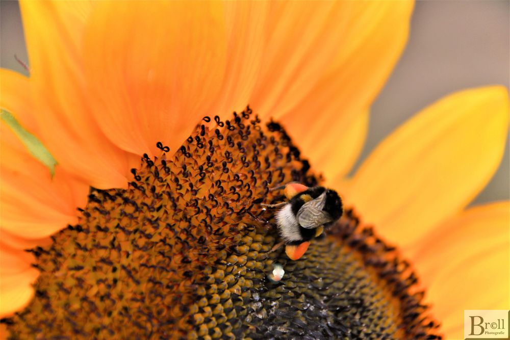 Sonnenblume mit "Besuch"