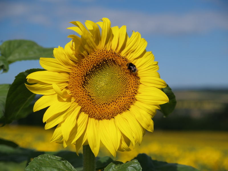 Sonnenblume mit Besuch