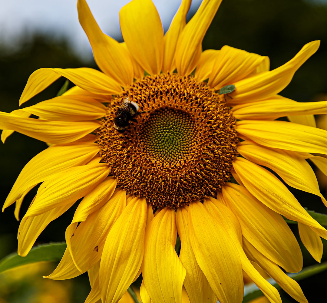 Sonnenblume mit "Besuch"