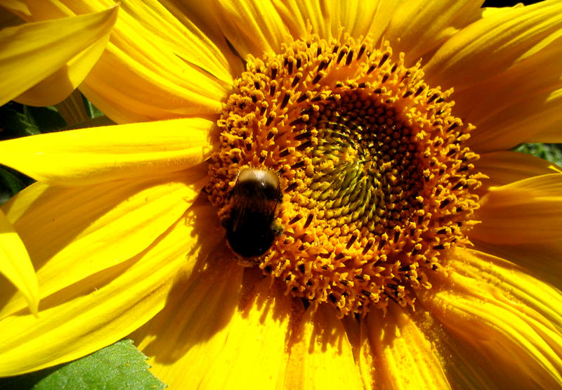 Sonnenblume mit Besuch