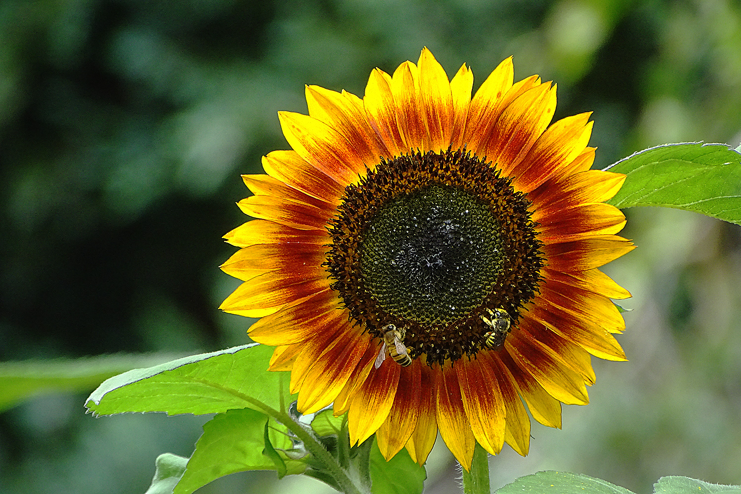 Sonnenblume mit Besuch